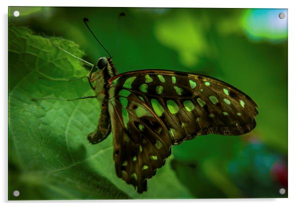  Butterfly Acrylic by Gary Schulze