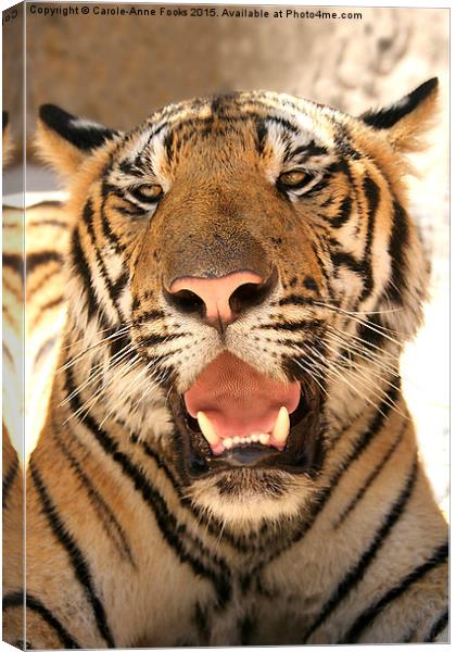  Tiger, Kanchanaburi, Thailand  Canvas Print by Carole-Anne Fooks