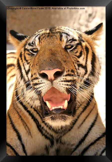  Tiger, Kanchanaburi, Thailand  Framed Print by Carole-Anne Fooks