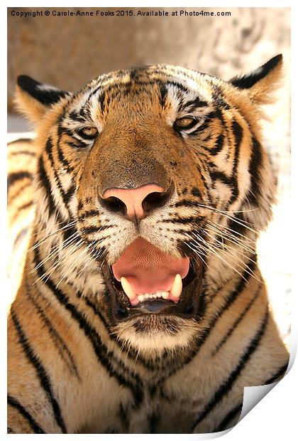  Tiger, Kanchanaburi, Thailand  Print by Carole-Anne Fooks