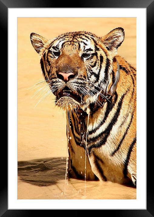  Dripping Tiger, Kanchanaburi, Thailand  Framed Mounted Print by Carole-Anne Fooks