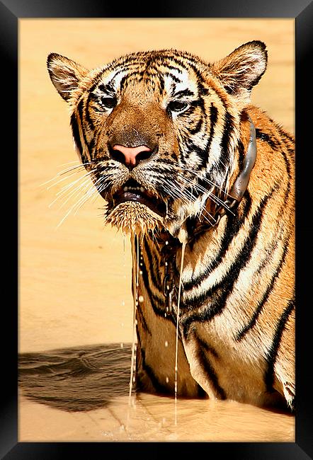  Dripping Tiger, Kanchanaburi, Thailand  Framed Print by Carole-Anne Fooks