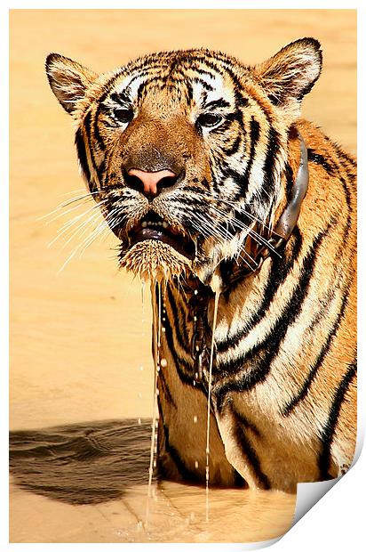  Dripping Tiger, Kanchanaburi, Thailand  Print by Carole-Anne Fooks