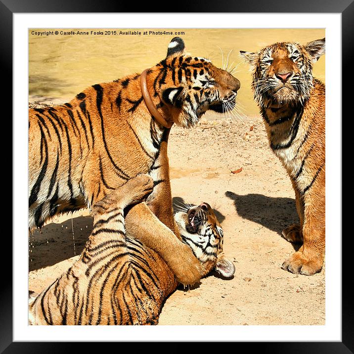 Tigers at Water Play Framed Mounted Print by Carole-Anne Fooks
