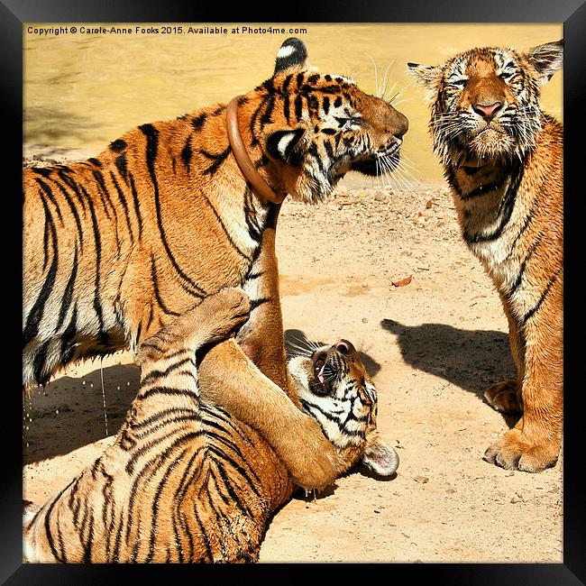 Tigers at Water Play Framed Print by Carole-Anne Fooks
