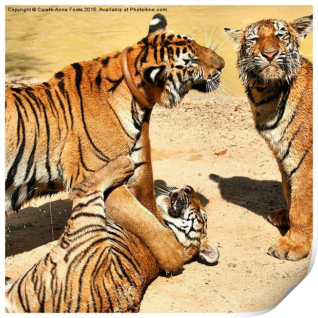 Tigers at Water Play Print by Carole-Anne Fooks
