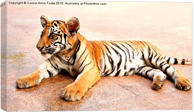  Tiger Cub, Thailand Canvas Print by Carole-Anne Fooks