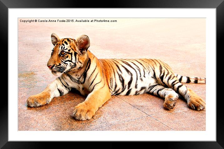  Tiger Cub, Thailand Framed Mounted Print by Carole-Anne Fooks