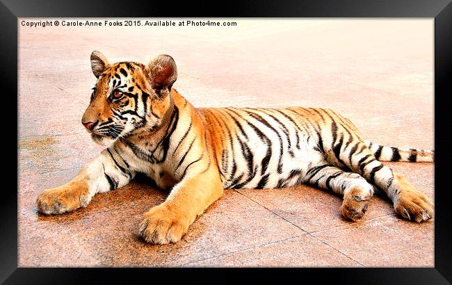  Tiger Cub, Thailand Framed Print by Carole-Anne Fooks