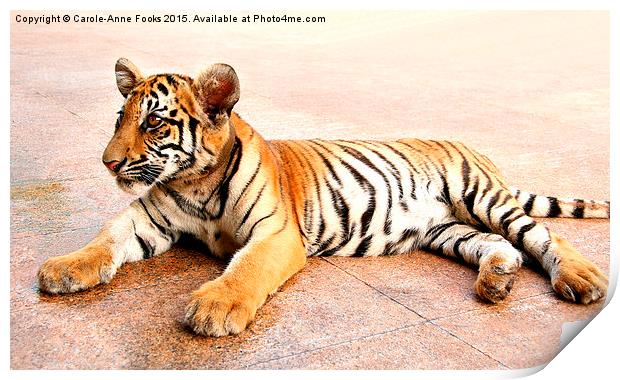  Tiger Cub, Thailand Print by Carole-Anne Fooks
