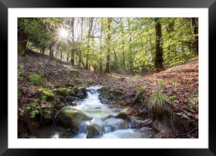 Enchanted Stream Framed Mounted Print by David Tinsley