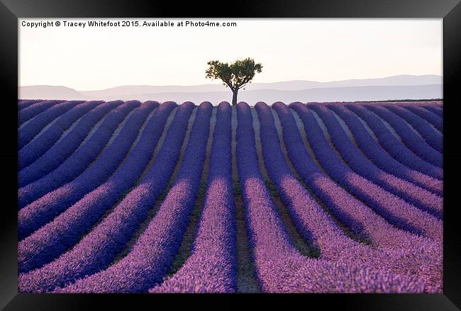  Lavender  Framed Print by Tracey Whitefoot