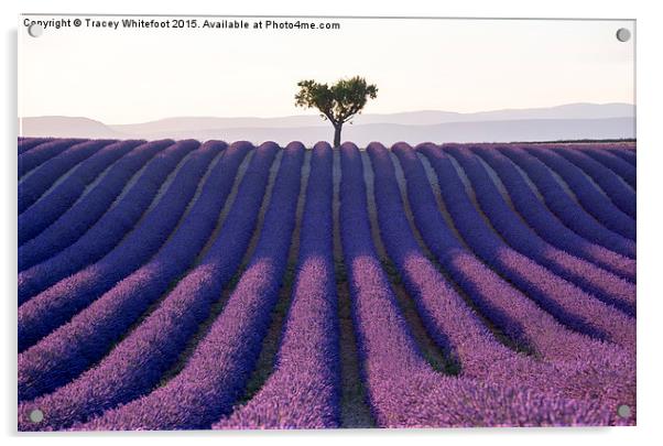  Lavender  Acrylic by Tracey Whitefoot