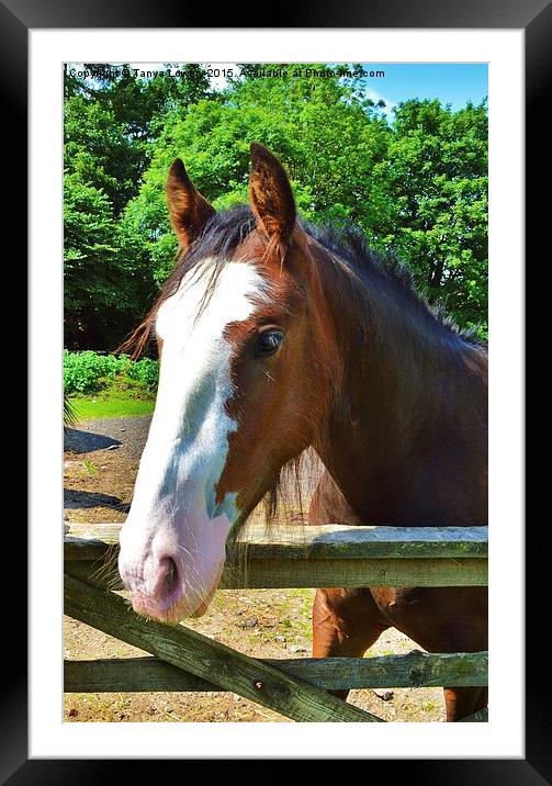  Happy horse Framed Mounted Print by Tanya Lowery