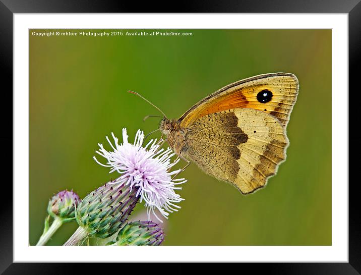Meadow Brown - Maniola jurtina Framed Mounted Print by mhfore Photography