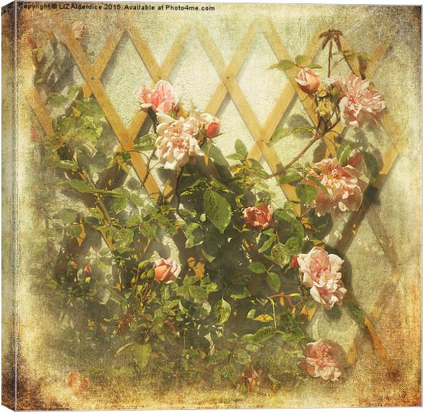 Rambling Rose (Sepia) Canvas Print by LIZ Alderdice
