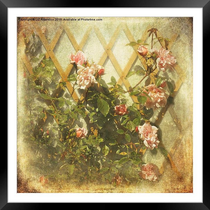  Rambling Rose (Sepia) Framed Mounted Print by LIZ Alderdice
