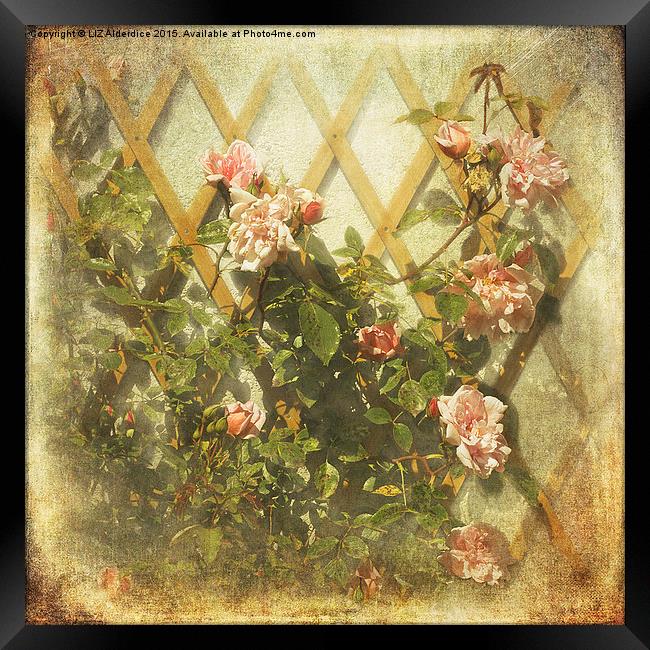  Rambling Rose (Sepia) Framed Print by LIZ Alderdice