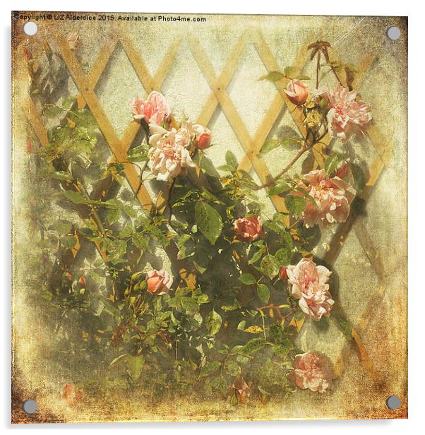 Rambling Rose (Sepia) Acrylic by LIZ Alderdice