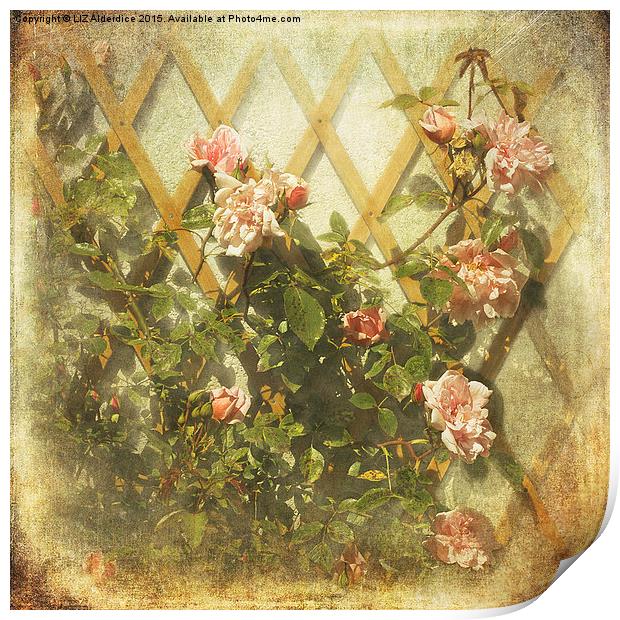 Rambling Rose (Sepia) Print by LIZ Alderdice