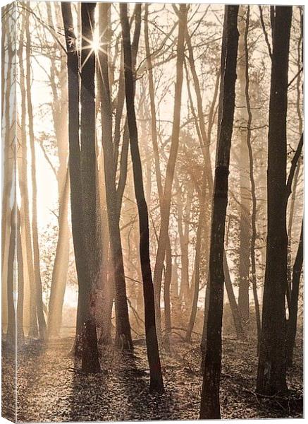 Making shadows though the tree's Canvas Print by Sue Bottomley