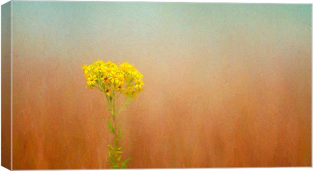  Simplicty in Yellow Canvas Print by Colin Evans