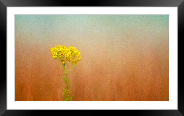  Simplicty in Yellow Framed Mounted Print by Colin Evans