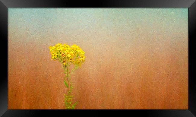  Simplicty in Yellow Framed Print by Colin Evans