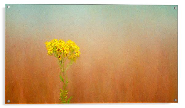  Simplicty in Yellow Acrylic by Colin Evans