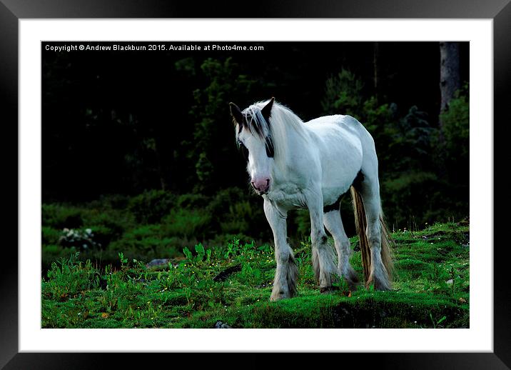 White cob horse in a green field... Framed Mounted Print by Andy Blackburn