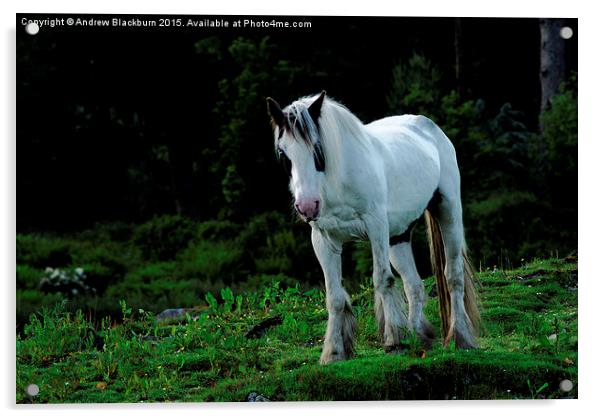  White cob horse in a green field... Acrylic by Andy Blackburn