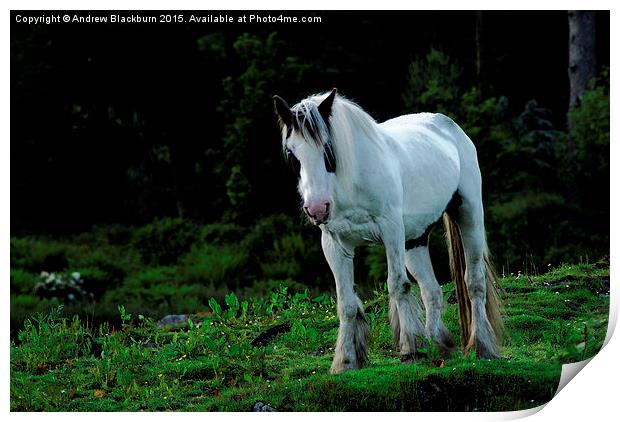  White cob horse in a green field... Print by Andy Blackburn