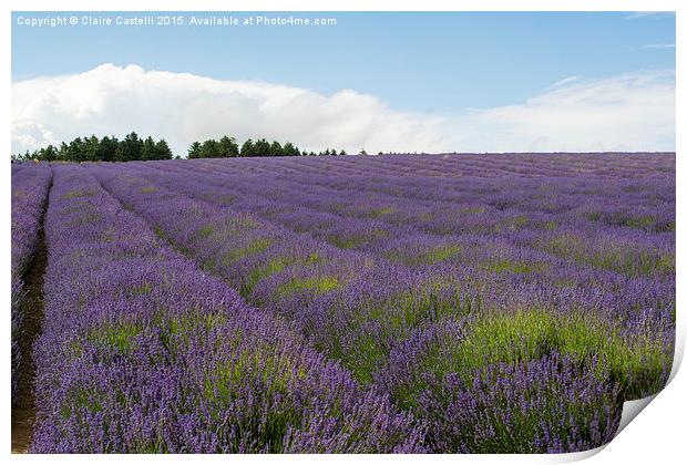  Lavender Fields Print by Claire Castelli