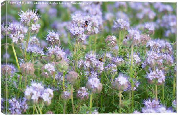  Bees on lavender Canvas Print by Claire Castelli