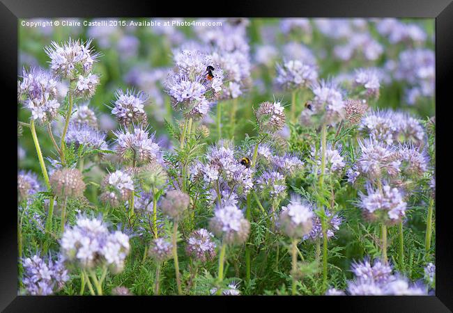  Bees on lavender Framed Print by Claire Castelli