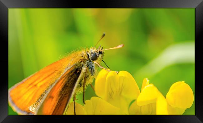 Butterfly having a drink in the sun Framed Print by Thomas Hipkiss