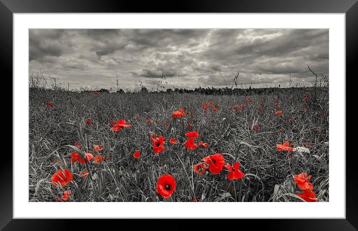  Poppys in black and white, Stratford upon Avon Framed Mounted Print by Thomas Hipkiss