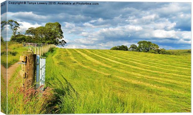  Summer field with cut grass Canvas Print by Tanya Lowery