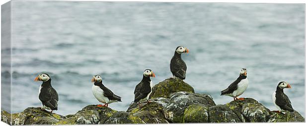  Puffins on the rocks Canvas Print by Andrew Beveridge