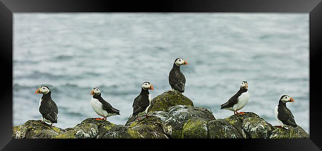  Puffins on the rocks Framed Print by Andrew Beveridge
