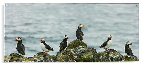  Puffins on the rocks Acrylic by Andrew Beveridge