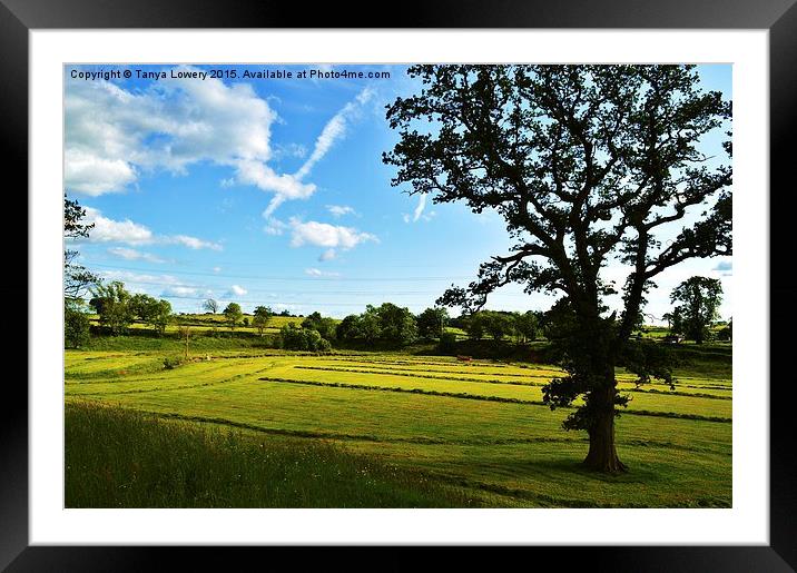  neatly rowed grass Framed Mounted Print by Tanya Lowery