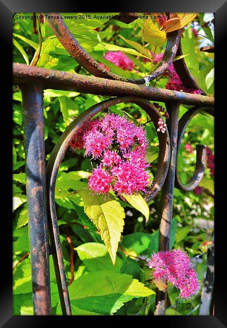 through the garden gate Framed Print by Tanya Lowery