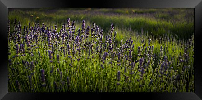 Lavender field Framed Print by Gary Schulze