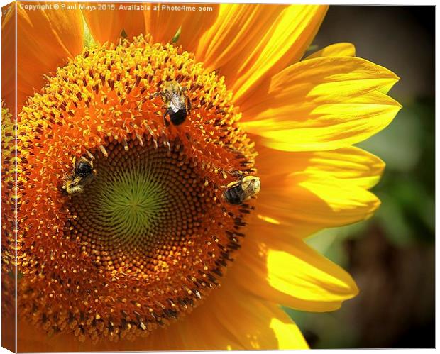 Sunflower and Bumble Bees Canvas Print by Paul Mays