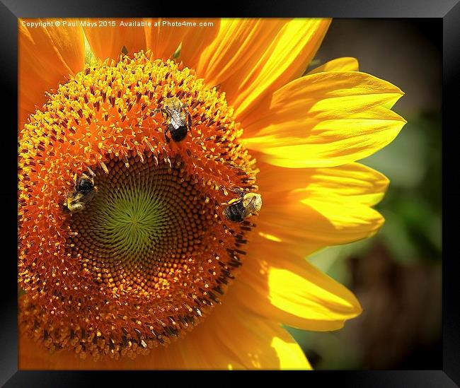 Sunflower and Bumble Bees Framed Print by Paul Mays