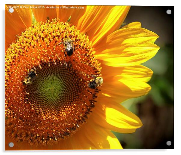 Sunflower and Bumble Bees Acrylic by Paul Mays