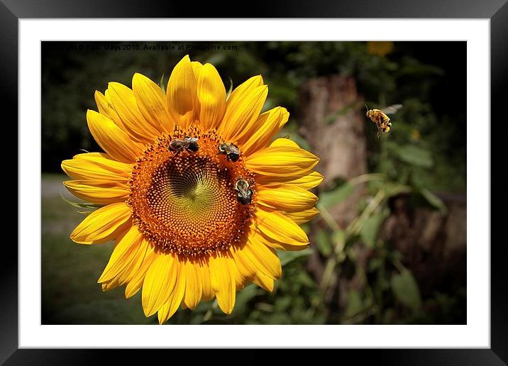 Sunflower and Bumble Bees 2 Framed Mounted Print by Paul Mays