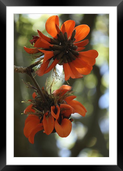 Orange Flora Framed Mounted Print by lindsey Marsh