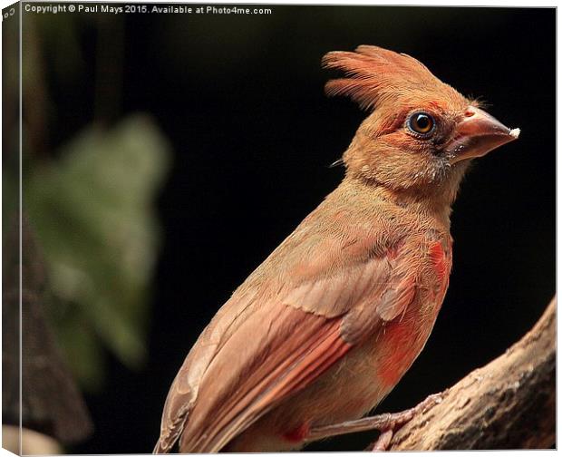 Female Northern Cardinal Canvas Print by Paul Mays